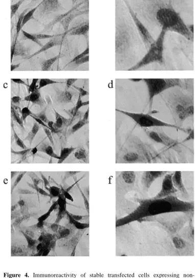 Figure 3. Time course of ataxin-3 expression. Western blot analysis of recom- recom-binant human full-length ataxin-3 protein expressed in two clonal cell lines after 7, 14 and 21 days at the permissive (33°C) and non-permissive (39°C) temperatures