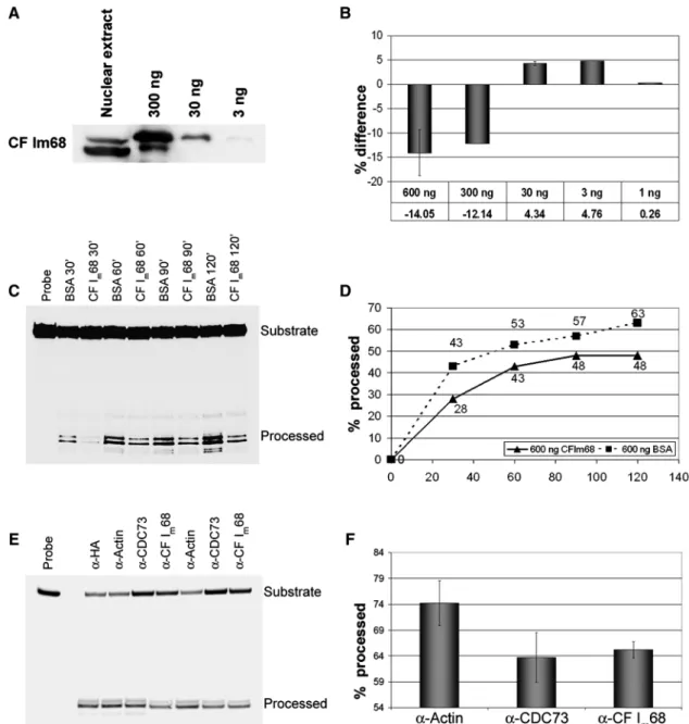 Figure 6. In vitro processing. (A) Western blot detecting CF I m 68 in 24 ml nuclear extract and a dilution series of hexahistidine-tagged recombinant CF I m 68