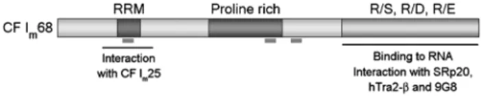 Figure 1. Domain organization of CF I m 68. CF I m 68 has a structure reminiscent of spliceosomal SR proteins