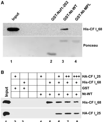 Figure 3. The interaction with CF I m 68 is speciﬁc for the wild-type N-terminus of Lsm11