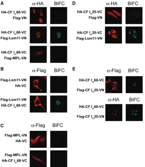 Figure 4. Interaction of CF I m 68 with Lsm11 in live, unperturbed cells. (A), (B) and (C) Analysis of Lsm11/CF I m 68 heterodimerization