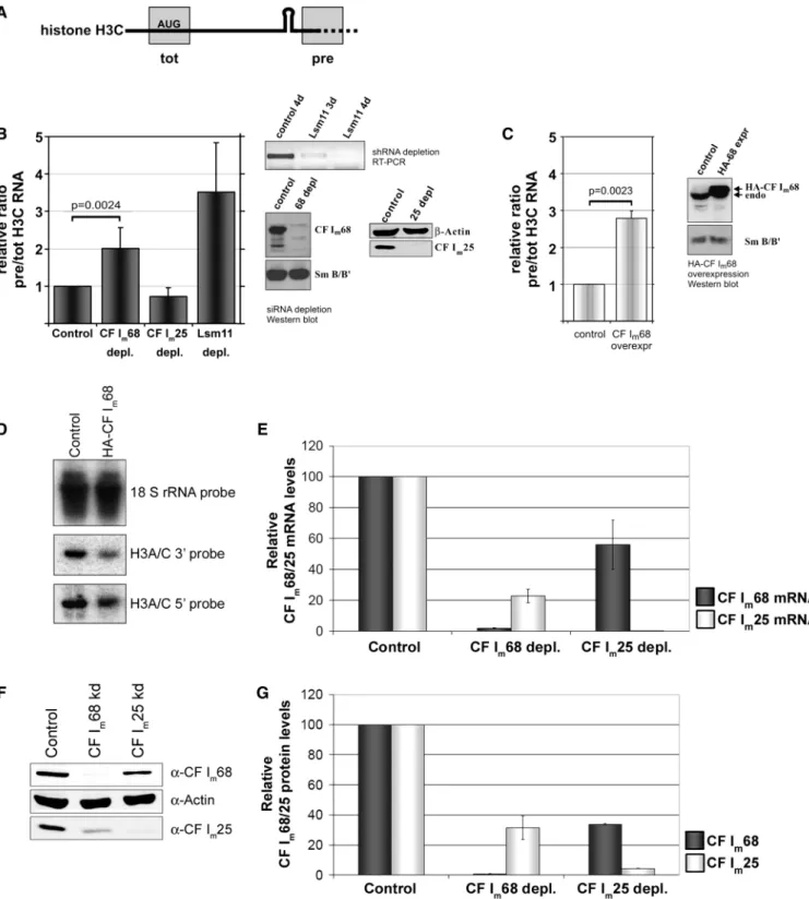 Figure 5. Effects of CF I m 68 depletion/overexpression or CF I m 25 depletion on apparent histone RNA 3 0 -end processing in vivo