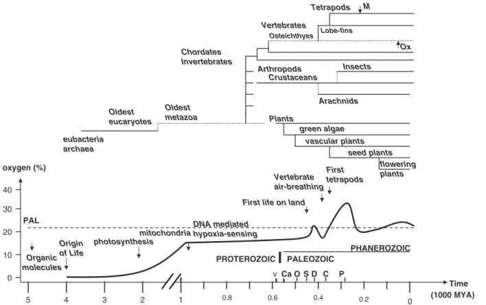 Fig. 1 Relationships between geologic time, atmospheric oxygen concentration, and the phylogenetic history of early life forms, animals, and plants