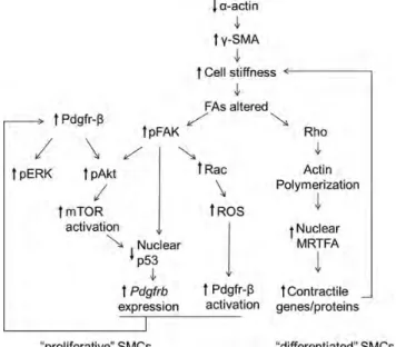 Figure 7. Proposed mechanisms by which loss of a -actin increases proliferation and Pdgfr- b expression without inducing SMC dedifferentiation.