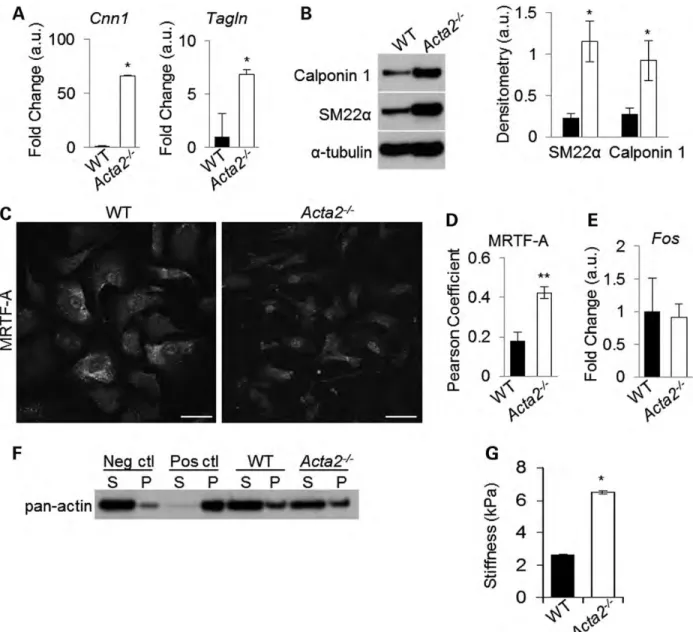 Figure 2.Acta2 2/2 SMCs are not dedifferentiated. (A) Contractile gene expression was analyzed using quantitative PCR and showed increasedCnn1 (calponin-1) and Tagln (SM22a) in Acta2 2/2 SMCs compared with WT