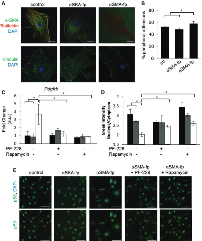 Figure 6. A peptide that disruptsa-SMA filaments in cells leads to FA relocalization to the periphery and increased Pdgfrb gene expression in WT SMCs