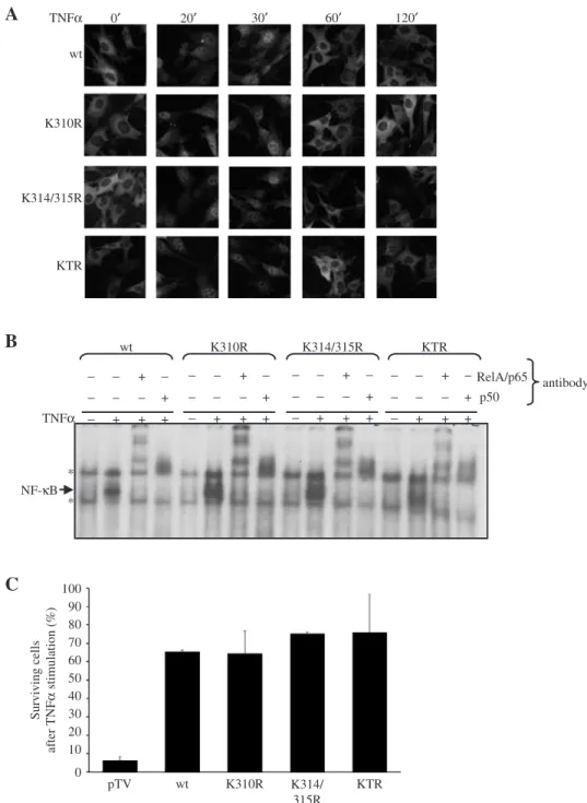 Figure 5. Mutation of the acetylation sites in RelA/p65 does not aﬀect its nuclear translocation and DNA binding