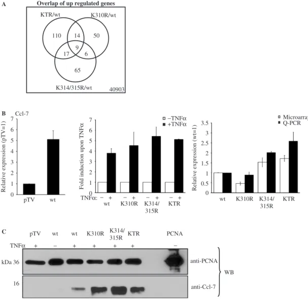 Figure 7. Acetylation of lysine 314 and 315 downregulates gene and protein expression