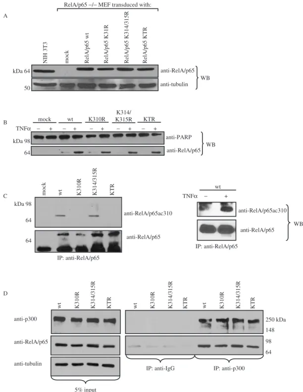 Figure 4. Endogenous RelA/p65 is acetylated at lysine 310 in vivo in response to TNFa