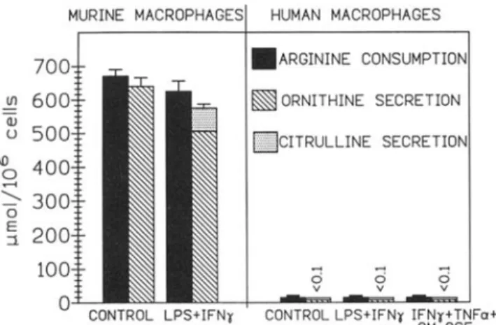 Figure 2. Comparison of L-arginine consumption, ornithine, cit- cit-rulline, and nitrite secretion by human and murine peritoneal  mac-rophages stimulated by combination of 200 ng/mL endotoxin and 100 units/nil, interferon-v for 48 h