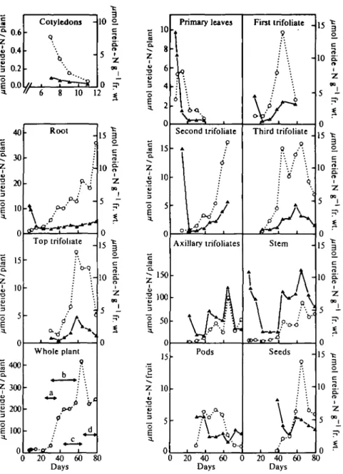 FIG. 1. Concentrations and contents of ureides in different parts of nitrate-grown plants