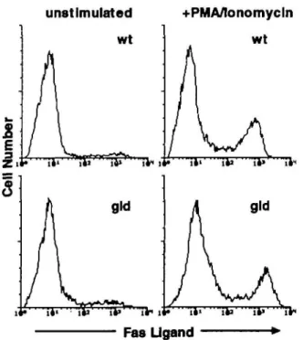Fig. 2. Expression of FasL on wild-type and gid lymphocytes. FACS analysis of cell surface FasL expression on unstimulated (left panels) and PMA/lonomycin (4 h) stimulated (right panels) CD4 +  or CD8 +