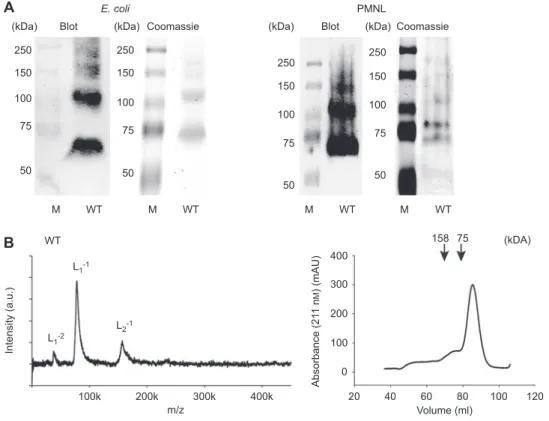 Figure 1     Analysis  of  5-LO  WT  w/o  T20. 