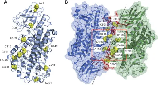 Figure 4     Protein-protein docking of 5-LO and cysteine residues in the putative dimer-interface and on the surface