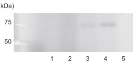 Figure 6     Gel  fi ltration analysis of recombinant 5-LO and PMNL  S100. 