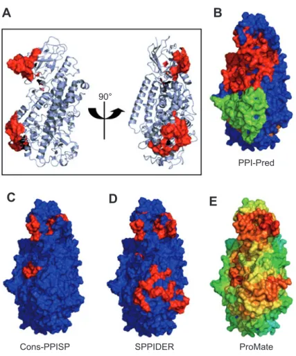 Figure 7     Prediction of protein-protein interaction sites of 5-LO. 