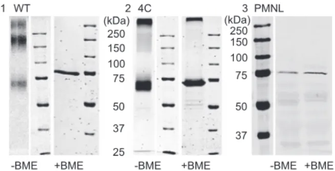 Figure 10     SDS-PAGE analysis of WT 5-LO, 4C mutant and PMNL  S100. 