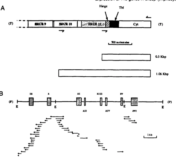 Fig. 1. Cloning and sequence analysis of clone 18 DMA. The C-temninal (3') segment of bovine WC1 is depicted in (A) and the locations of the oligonucleotides used to construct 1.06 and 0.5 kbp probes are indicated by arrowheads above or below the locations