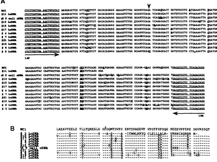 Fig. 6. Comparative nucieotide and amlno acid sequences of T19 cDNA molecules obtained from sheep lymph