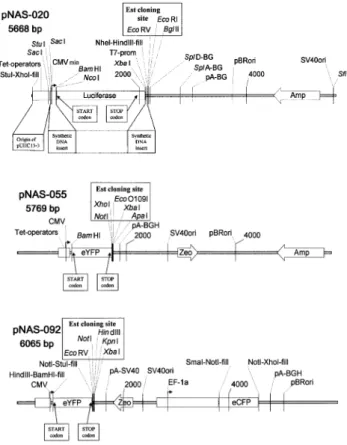 Figure 1. Schematic drawing of the construction of a fusion mRNA and the mechanism of action of an oligonucleotide targeting the fusion mRNA.