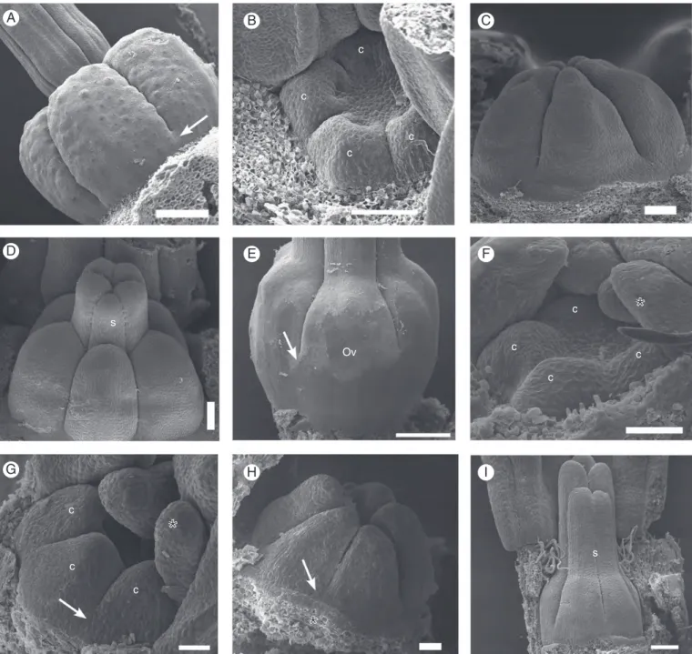 Fig. 7E). In their distal portion, the petals are free, forming five spreading blades (Fig