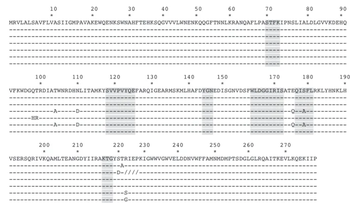Figure 1. Amino acid alignment of OXA-48 and six other variants. Dashes indicate identical residues among all amino acid sequences