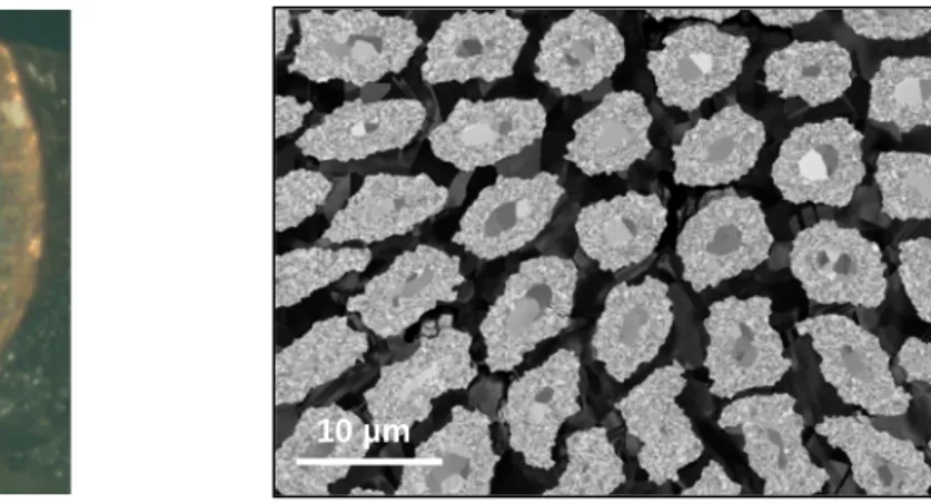 Figure 1.  Left to right:  optical image and SEM image of the sample.  