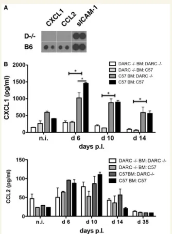 Figure 8 DARC regulates increased plasma levels of chemo- chemo-kines during EAE. (A) Mouse cytokine array analysing plasma samples prepared from Darc / C57BL/6 and wild-type C57BL/