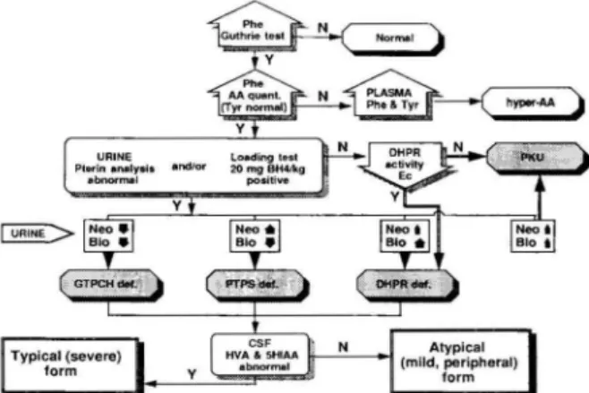 Figure  6.  Screening  policy  and  the  diagnostic  flow  chart  in  the  differentiation  of  hyperphenylalaninemia  variants