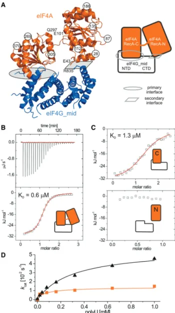 Figure 1. Interaction between eIF4A and eIF4G and contributions of the eIF4A RecA domains to complex formation