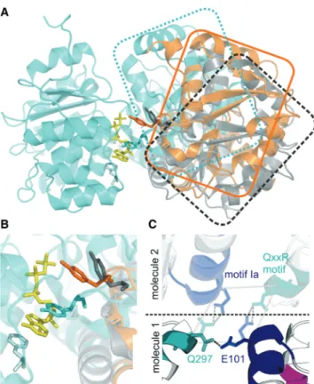 Figure 5. Features of the eIF4A/eIF4G complex. (A) Superposition of eIF4A in the reconstructed open (orange), and the closed (cyan, PDB-ID 2hyi) and ‘half-open’ (gray, PDB-ID 2vso) conformations.