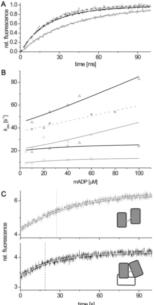 Figure 6. Nucleotide binding and phosphate release kinetics. (A) Kinetic transients for 40mM mantADP binding to RecA_N (black broken lines), eIF4A/eIF4G (black solid line) and eIF4A (gray solid line)