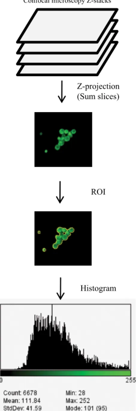 Fig. 6 Quantitative immunofluorescence microscopy. Proteins are labeled by immunofluorescence staining with specific mouse polyclonal antibodies