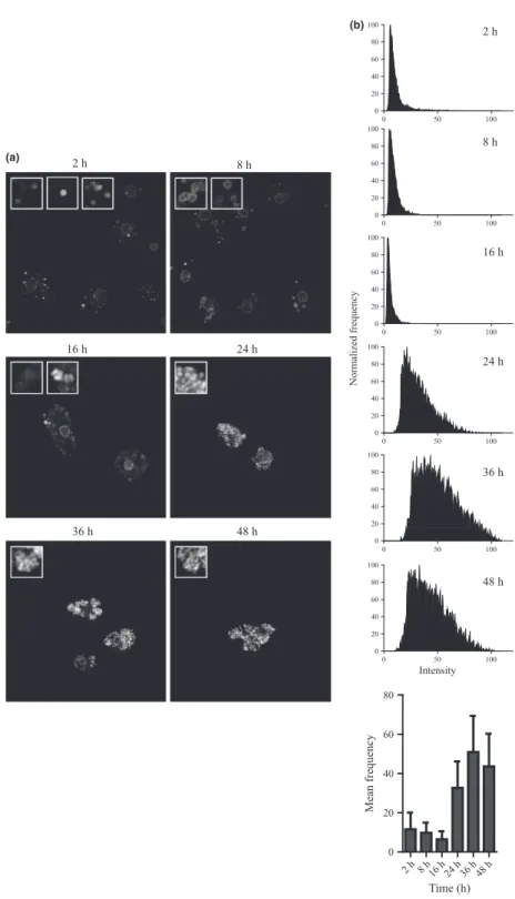 Fig. 7 Protein expression analysis of the late-phase-transcribed gene copB. CopB was detected with a specific mouse antisera by immunofluorescence staining.