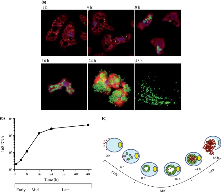 Fig. 1 Temporal characterization of the replicative cycle. (a) Acanthamoeba castellanii were infected with Parachlamydia acanthamoebae at a MOI of 10 to obtain an amebal infectious rate of nearly 100% ensuring that only a single infectious cycle occurred i