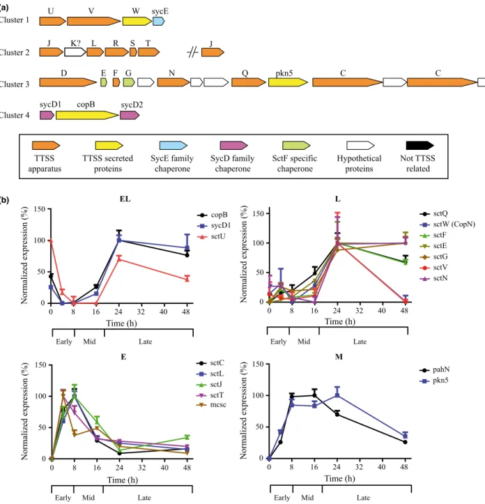 Fig. 3 Temporal transcriptional expression of T3SS genes. (a) Genetic organization of identified T3SS genes [adapted from (Greub et al., 2009)].