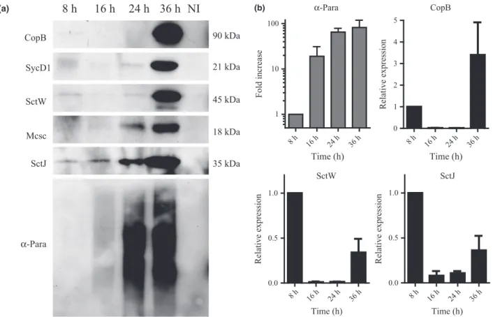 Fig. 5 Protein expression analysis by Western blot. (a) The amount of the T3SS proteins Mcsc, SctJ, SctW (CopN), CopB, and SycD was analyzed at different times postinfection by Western blot using specific mouse antisera