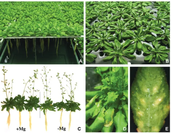 Fig. 1. Hydroponics culture and visual symptoms of Mg deficiency observed in Arabidopsis thaliana