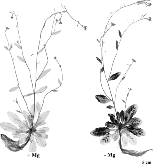Fig. 4. Iodine staining of starch in Arabidopsis thaliana Columbia exposed to Mg deficiency (treatment described in Fig