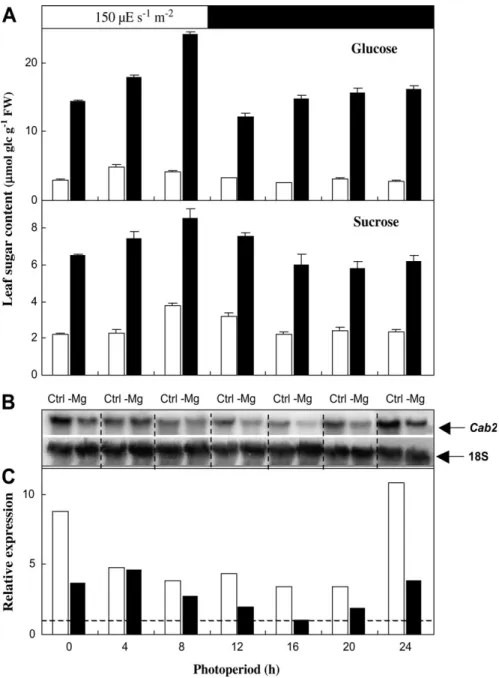 Fig. 6. Effect of Mg deficiency on the diurnal accumulation of sugars and on Cab2 regulation in Arabidopsis thaliana Columbia exposed to Mg deficiency (plants described in Fig