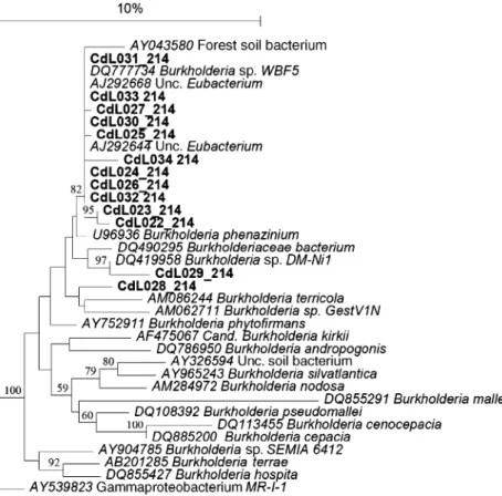 Fig. 2. Neighbour-joining phylogenetic tree showing the relationship of clones belonging to OTU category 214 with reference members of Burkholderia and uncultured  Betaproteobacter-ia species
