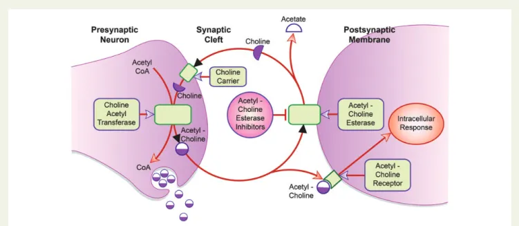 Figure 1 Acetylcholinesterase inhibitors (AChEIs) in cholinergic nerve transmission. Acetylcholine is produced in the presynaptic neuron by the enzyme choline acetyltransferase from acetyl-coenzyme A and choline, and later released in the synaptic cleft wh