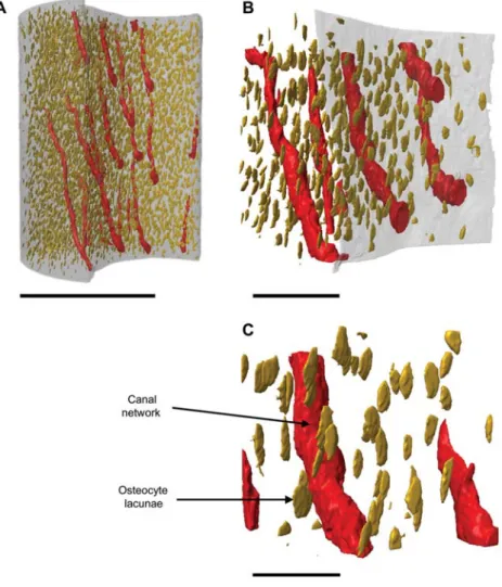 Figure 6 Ultrastructural phenotypes within murine cortical bone.