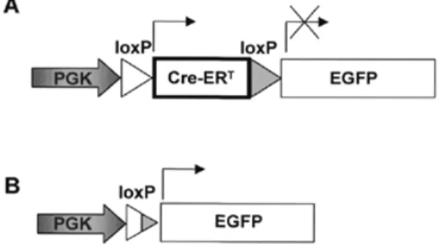 Figure 1. Transgenes present in the neomycin resistance gene-containing plasmids used to transfect BHK cells