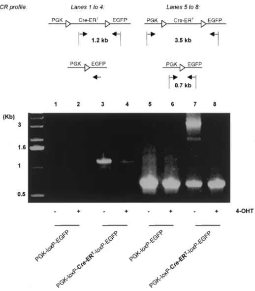 Figure 4. PCR analysis of genomic DNA extracted from transfected BHK cells. Either a PGK-loxP-EGFP (lanes 1, 2, 5 and 6) or a PGK-loxP-Cre-ER T -loxP-EGFP (lanes 3, 4, 7 and 8) transgene was used and the cells cultured either in the absence (lanes 1, 3, 5 