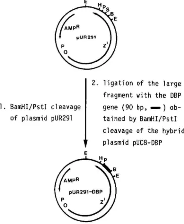Fig. 3. Construction of the hybrid plasmid pUR291-DBP by insertion of the DBP-coding portion of pUC8-DBP (Figure 2) into BamHI/P^rl-treated pUR291 (Ruther and MQller-Hill, 1983)