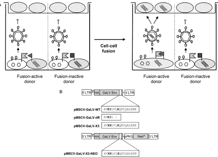 Figure 1. Experimental design. (A) Principle of Fusoselect. Fusion donor cells (grey) expressing active (filled triangle) or inactive (filled square) fusion donor protein variants from a retroviral (MLV) packagable transfer vector (shown as double helices)