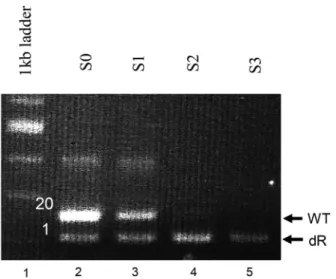 Figure 2. Selection of a model library. A mixture of NIH-3T3 cells expressing the non-fusogenic wt Env or the fusogenic EnvDR in a ratio of 20:1 was applied to the selection procedure