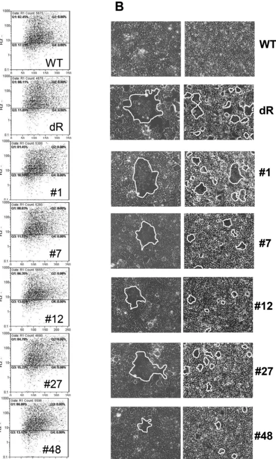 Figure 4. Characterization of selected variants. (A) Surface expression of selected variants on transfected HEK-293T cells determined by FACS analysis using anti-HA antibodies