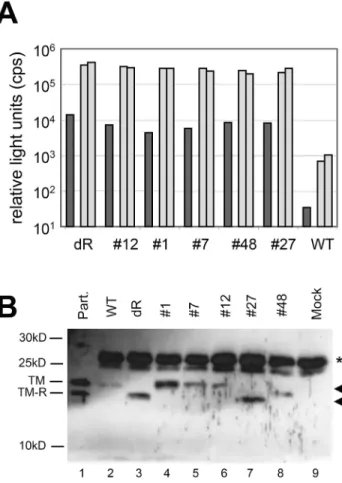 Figure 5. (A) Quantitative cell-to-cell fusion assay. NIH-3T3 cells transfected with pCMV-a and the corresponding pMSCV-GaLV construct were mixed with an equal number of HEK-293T target cells expressing pCMV-w and incubated at 37  C for either 5 h (dark ba